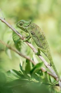 Mediterranean chameleon