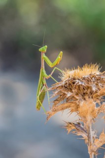 Mediterranean praying mantis