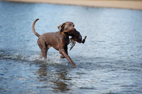 Weimaraner