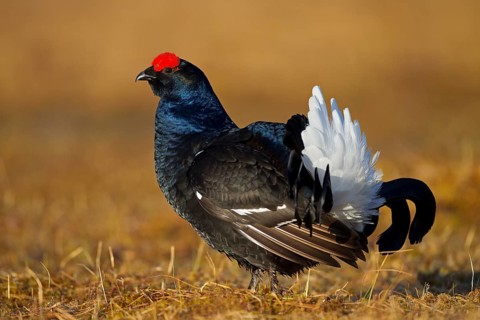 Black grouse