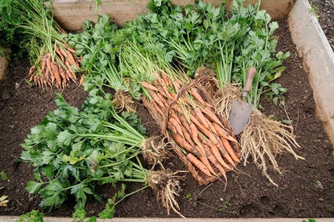 Organic garden