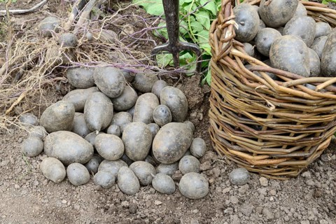 Potatoes