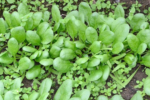 Spinach