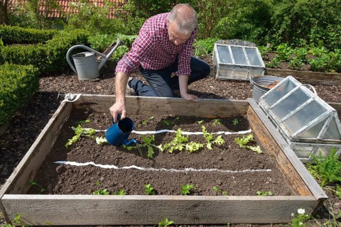 Planting vegetable patch with seed tape