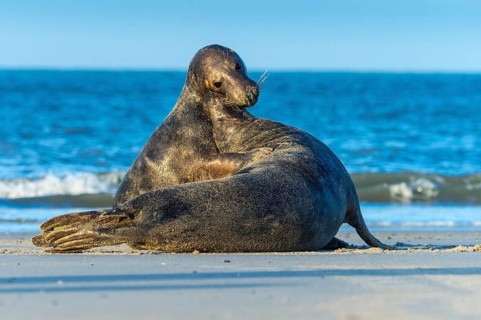 Grey Seal