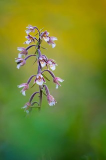 Marsh Helleborine