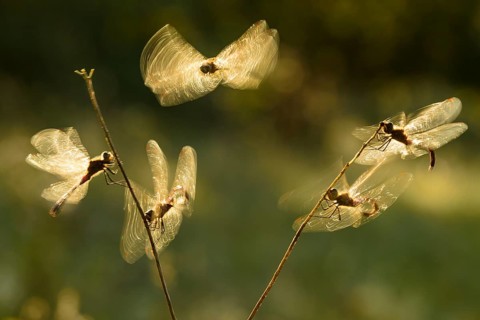 Spotted Darter