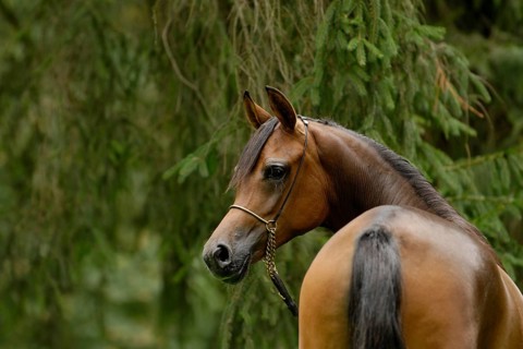 Arabian thoroughbred