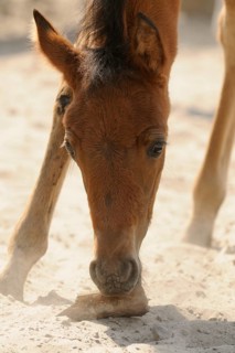 Arabian thoroughbred