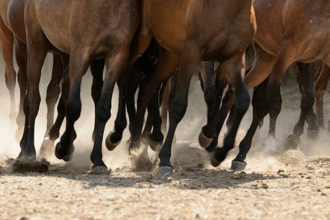 Arabian thoroughbred