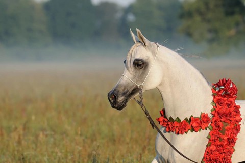 Arabian thoroughbred