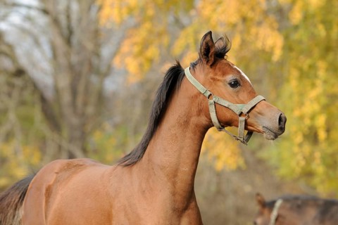 Arabian thoroughbred