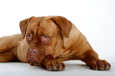 Dogue de Bordeaux