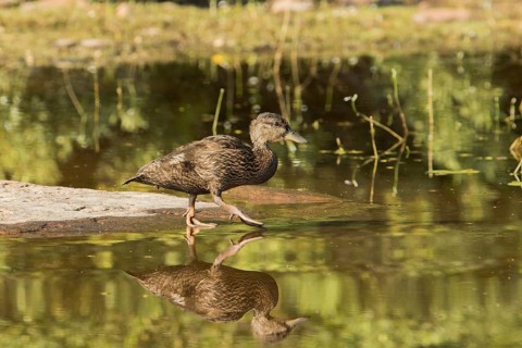 Black duck