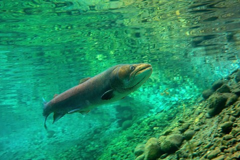 Danube salmon
