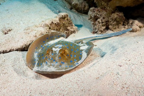 Bluespotted ribbontail ray