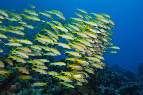 Shaol of Yellowfin Goatfish