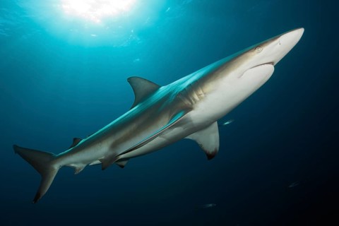 Blacktip Shark