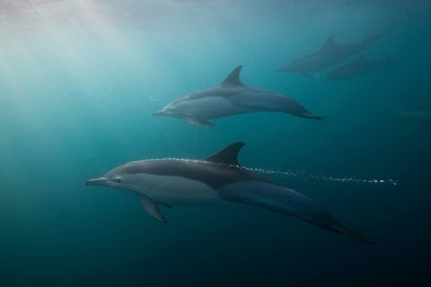 Common Dolphin