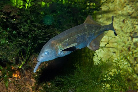 Elephant nose fish