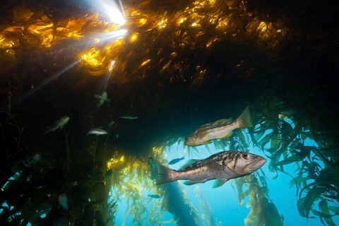 Kelp perch in kelp forest