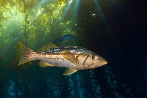 Kelp perch in kelp forest