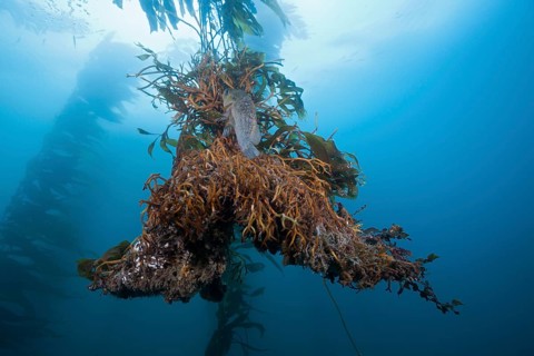 Roots of Giant Kelp