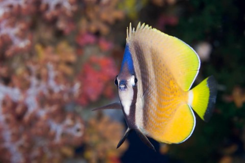 Sunburst Butterflyfish