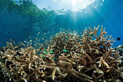 Chromis in coral reef