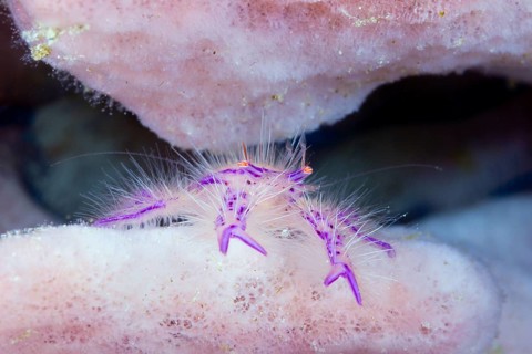Hairy sponge crab