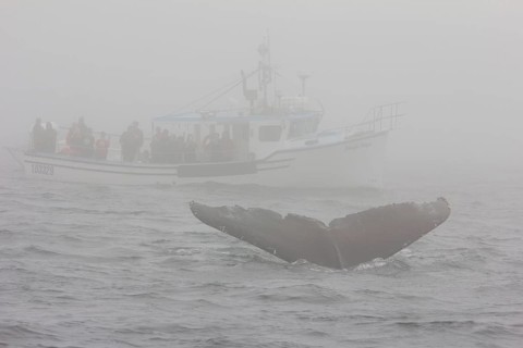 Humpback whale