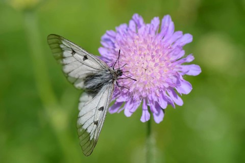 Male Black Apollo