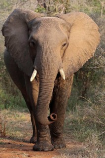 African elephant