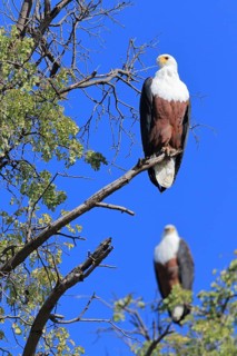African fish eagle