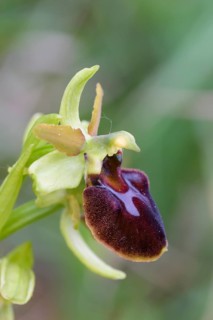 Large spiderwort