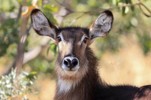 Common Ellipsen waterbuck
