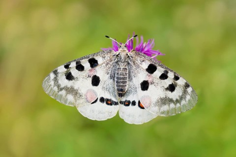 Red Apollo butterfly female