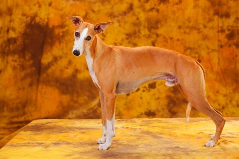 Whippet
