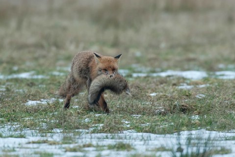 Fox