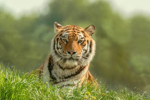 Siberian tiger