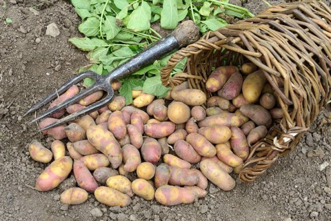 Potatoes