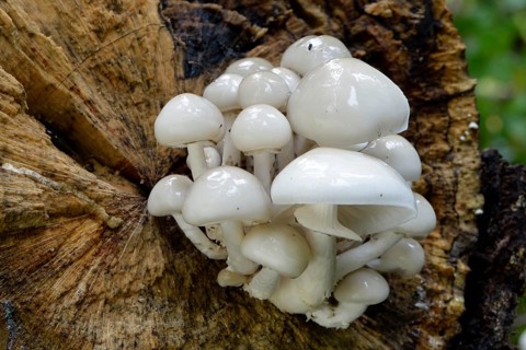 Porcelain fungus