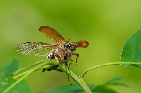 Field cockchafer