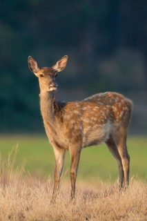 Red deer