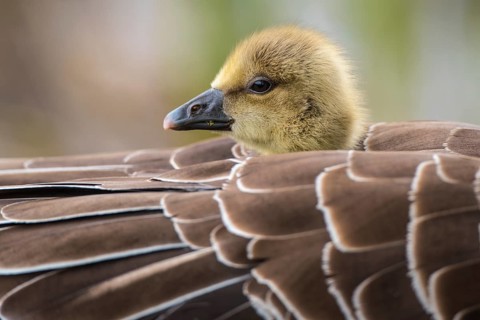 Greylag goose
