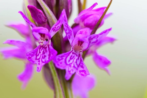 Southern marsh orchid
