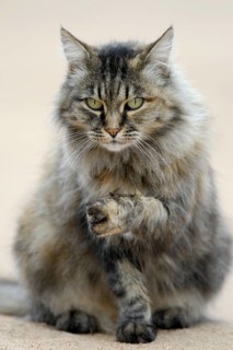 Norwegian Forest Cat