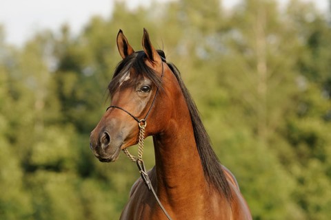 Arabian thoroughbred
