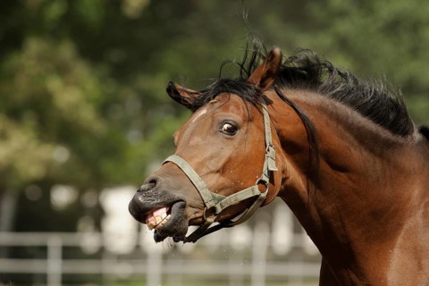 Arabian thoroughbred