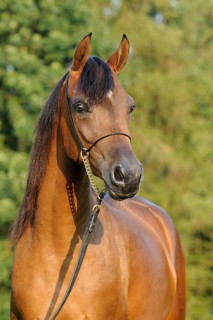 Arabian thoroughbred